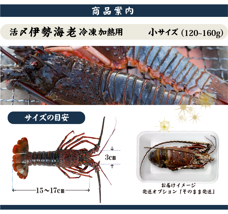 冷凍 活〆伊勢海老（加熱用）小サイズ120～160g 商品案内