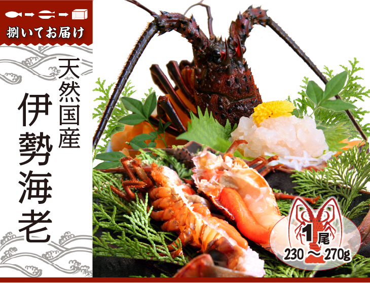 天然国産伊勢海老 捌いてお届けします。1尾 230～270g