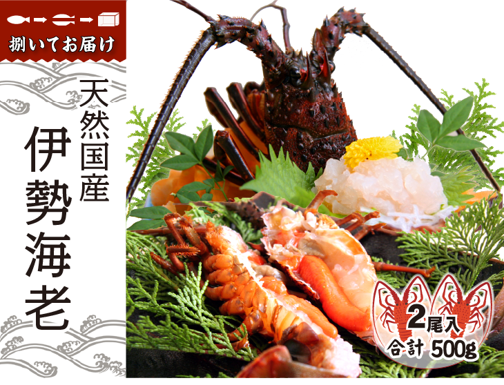 天然国産伊勢海老 捌いてお届けします。1尾 330～380g