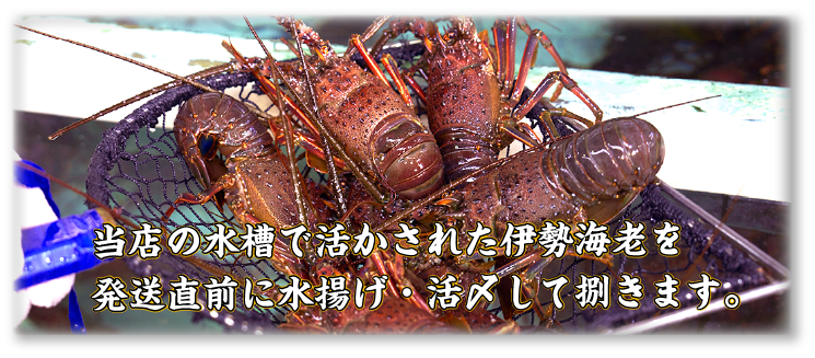 当店の水槽で活かされた伊勢海老を発送直前に水揚げ・活〆して捌きます。