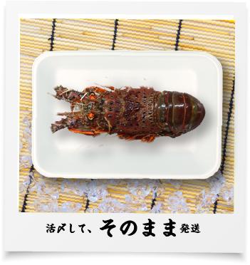 活〆のみ、そのまま発送
