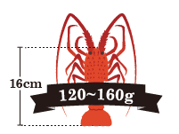 伊勢海老の重さ：120～160g