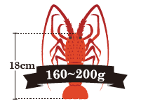 伊勢海老の重さ：160～200g(180~220)