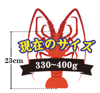 伊勢海老の重さ：330～400g