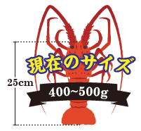 伊勢海老の重さ：400～500g