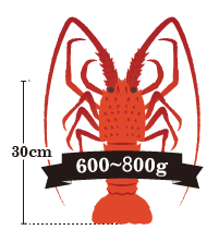 伊勢海老の重さ：600～800g