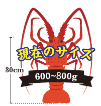 伊勢海老の重さ：600～800g