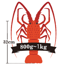 伊勢海老の重さ：800g～1kg