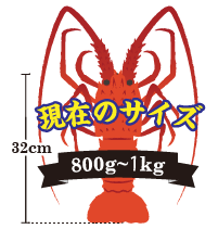 伊勢海老の重さ：800g～1kg