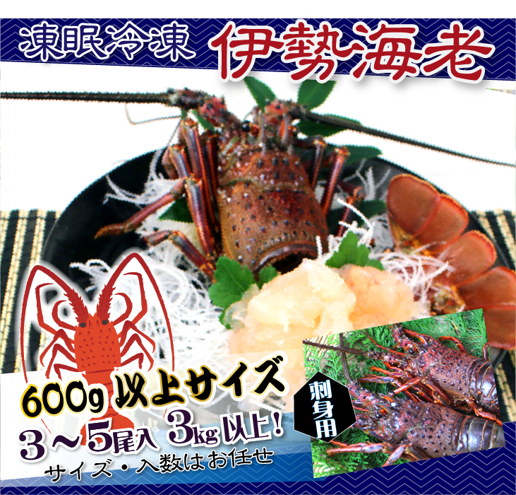 刺身用 伊勢海老 メガサイズ 3～5尾入 合計3kg以上