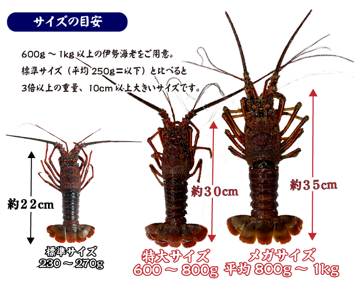 凍眠冷凍 伊勢海老（刺身用）特大サイズ 2尾入 1.0ｋg 商品案内