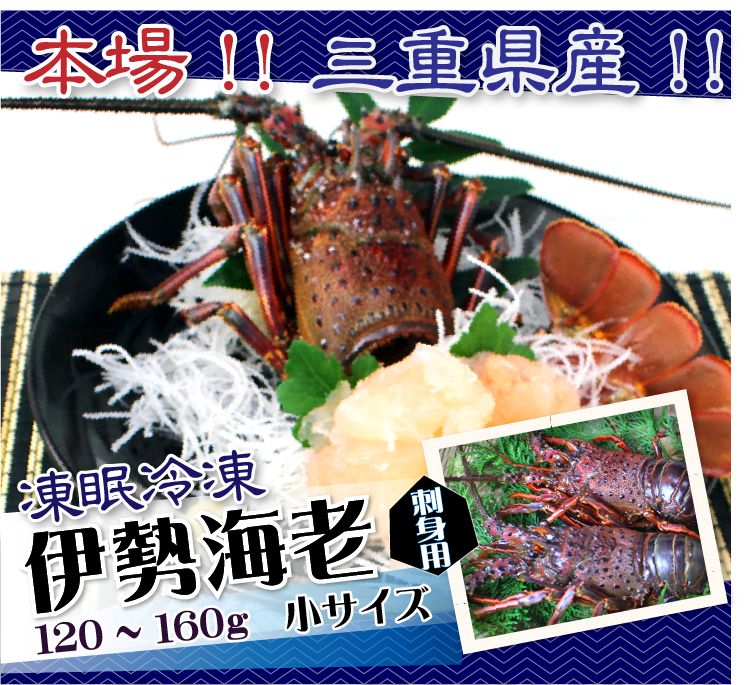 刺身用 凍眠冷凍 伊勢海老 おまとめセット