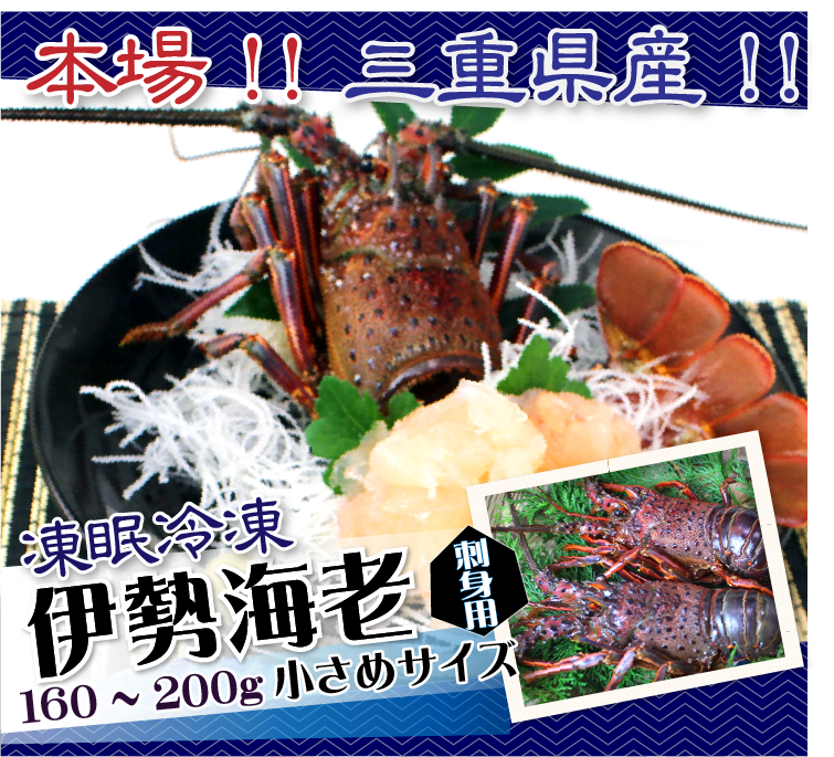 刺身用 凍眠冷凍 伊勢海老 おまとめセット