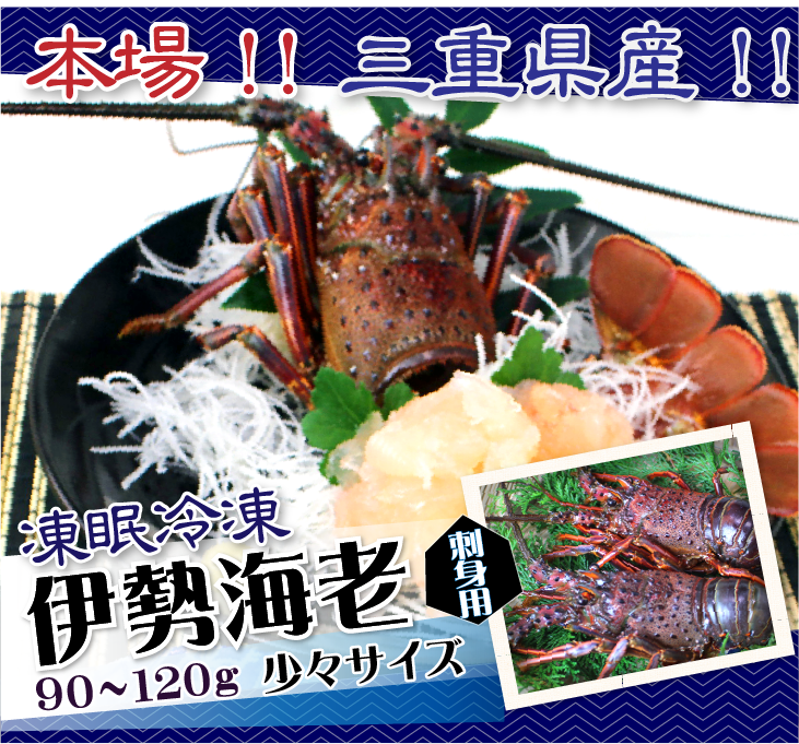刺身用 凍眠冷凍 伊勢海老 おまとめセット
