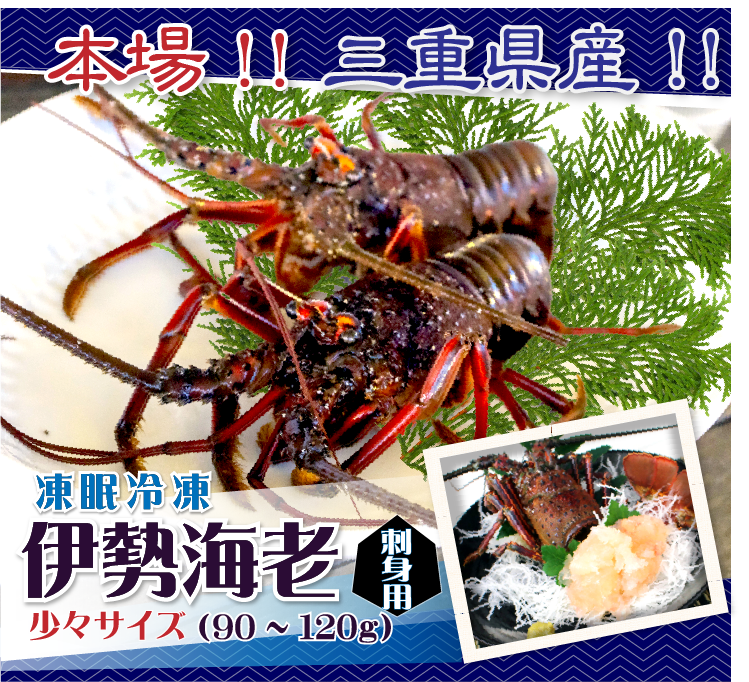 刺身用伊勢海老 少々サイズ 90~120g 1尾