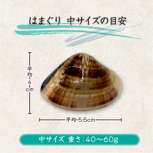 はまぐり サイズの目安