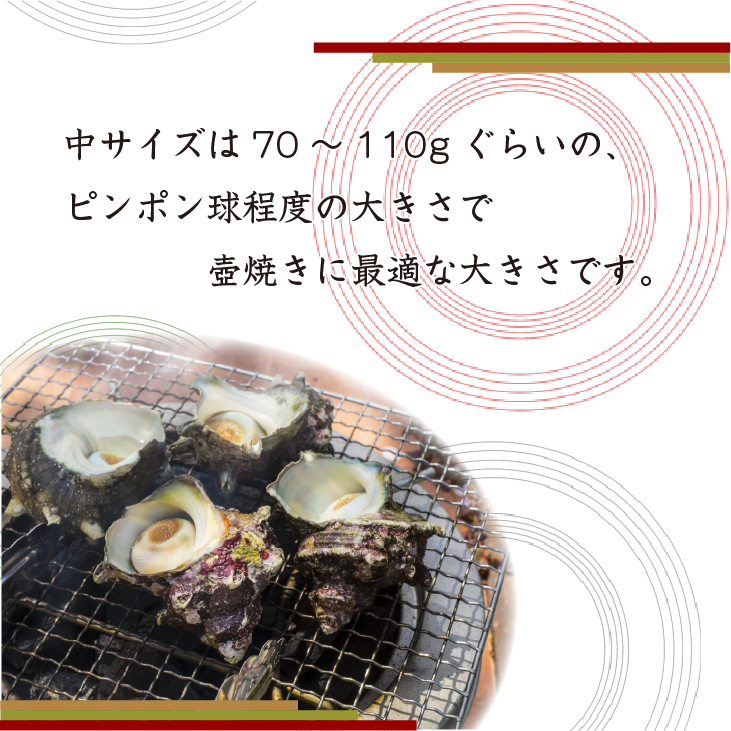 つぼ焼きに最適な中サイズの天然活けさざえ