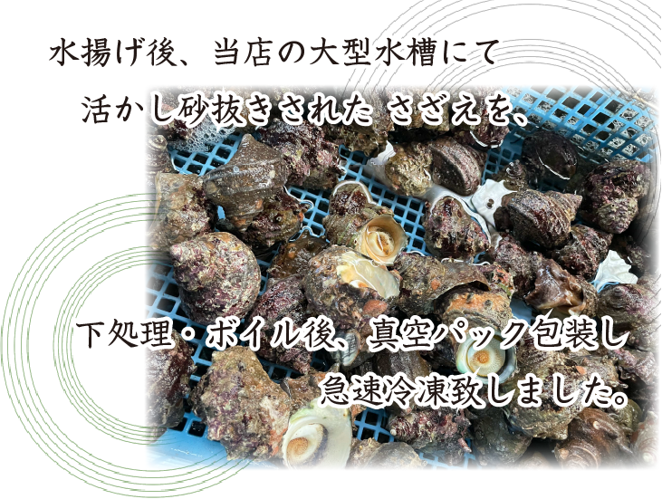 当店の大型水槽にて、活かし砂抜きされたさざえを、下処理～ボイル後、真空パック包装にて急速致しました