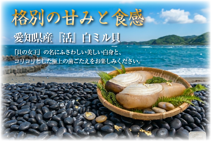 格別の甘みと食感　愛知県産『活』白ミル貝。『貝の女王』の名にふさわしい美しい白身と、コリコリとした極上の歯ごたえをお楽しみください。