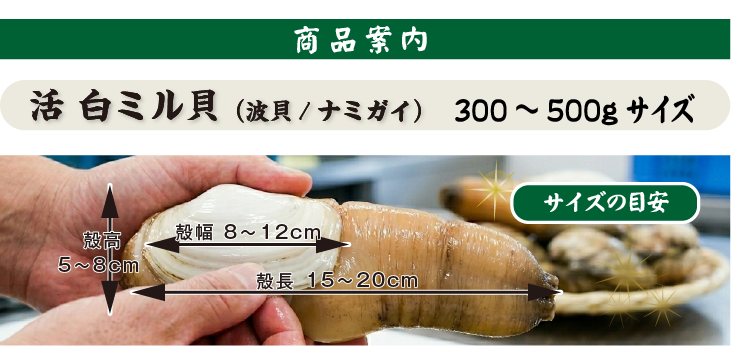 白ミル貝 商品案内＝サイズの目安。