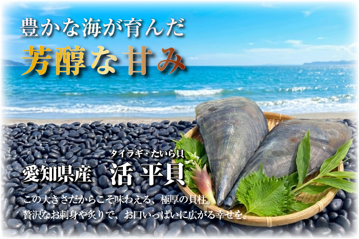 豊かな海が育んだ 芳醇な甘み「愛知県産 活 タイラギ（平貝）」この大きさだからこそ味わえる、極厚の貝柱。贅沢なお刺身や炙りで、お口いっぱいに広がる幸せを！