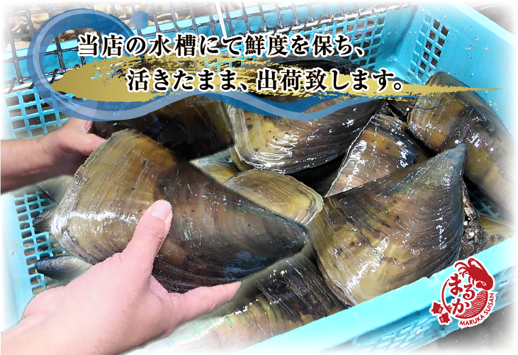 当店の水槽にて鮮度を保ち、活きたまま、出荷致します。。