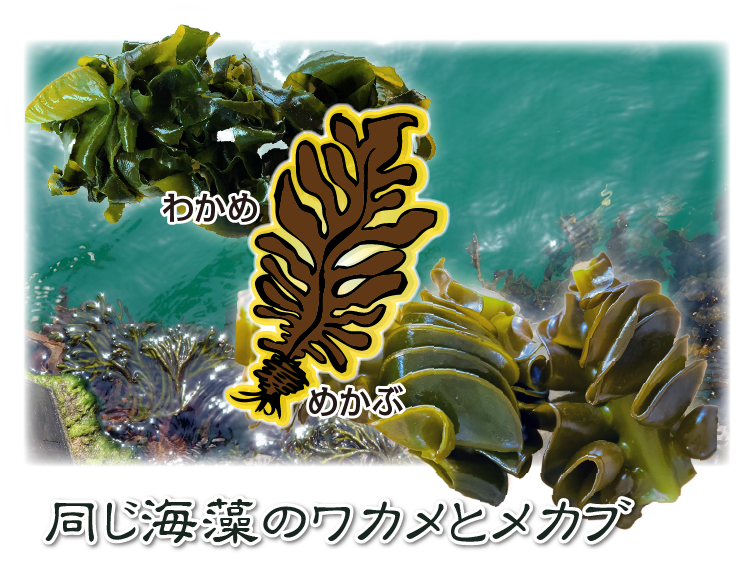 ワカメと同じ海藻から採れる「めかぶ」