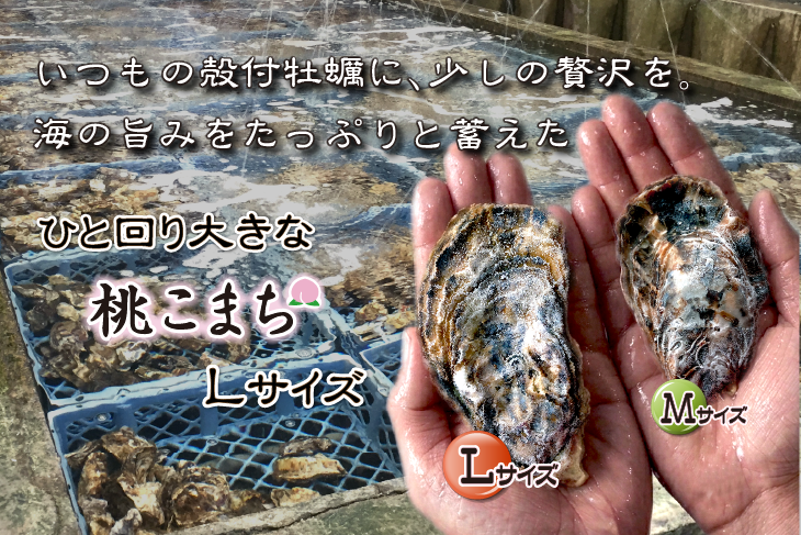 いつもの殻付牡蠣に、少しの贅沢を。海の旨みをたっぷりと蓄えた、ひとまわり大きな桃こまちLサイズ