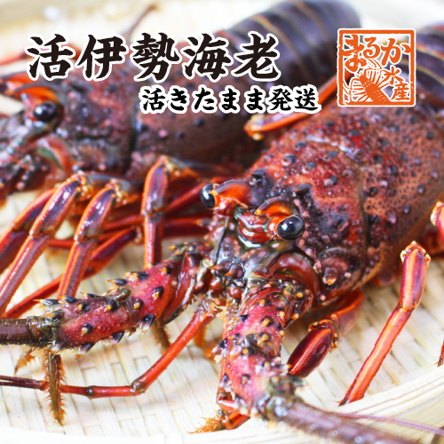 活け伊勢海老/活きたまま発送します