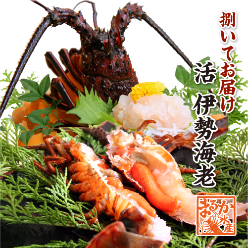 活け伊勢海老/捌いてお届けします。