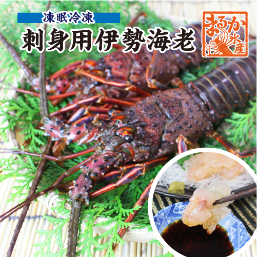 凍眠冷凍 お刺身用 伊勢海老