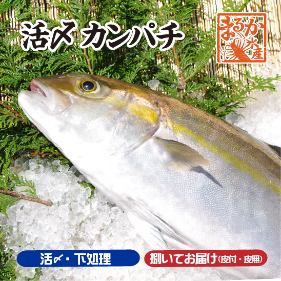 カンパチ カテゴリ