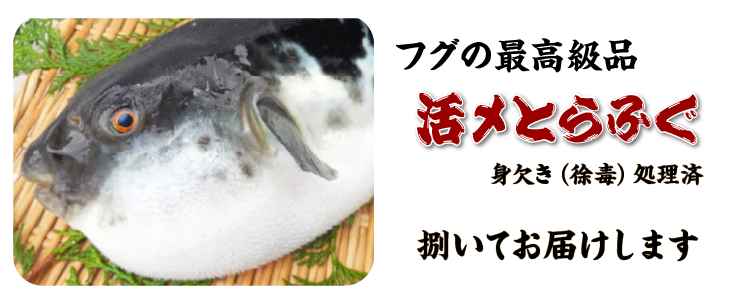 フグの最高級品「活〆とらふぐ（身欠き（徐毒）処理済）」捌いてお届けします。