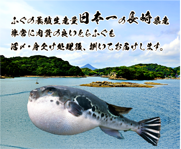 フグの養殖生産量日本一の長崎県産で、非常に肉質の良いとらふぐをご用意しました。