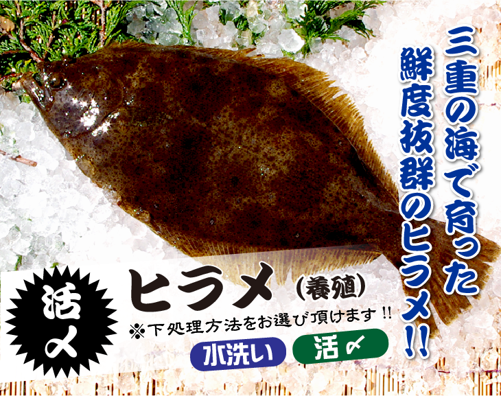 活〆 ひらめ（養殖）1尾 [魚介類]（サイズ：800g） | 新鮮さが自慢の