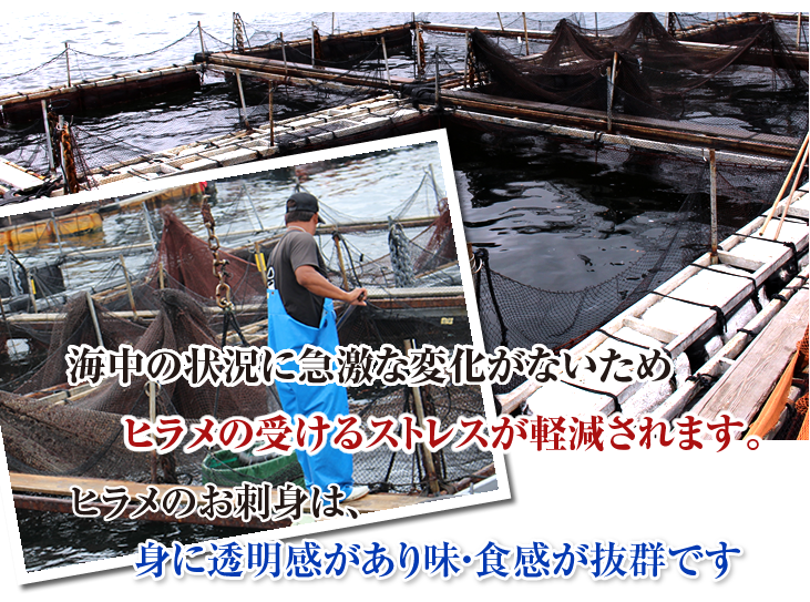 海中の状況に急激な変化がないため、ヒラメの受けるストレスが軽減されます。ヒラメのお刺身は、身に透明感があり味・食感が抜群です。