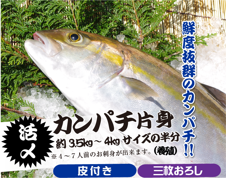 3.5～4kgサイズの鮮度抜群のカンパチを下調理してお届けします。