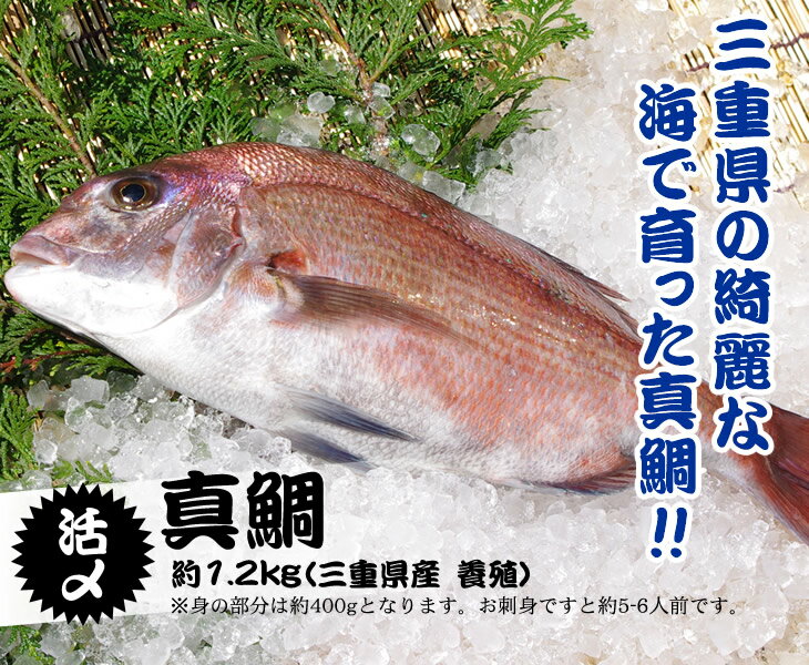 活〆真鯛 1.2kg