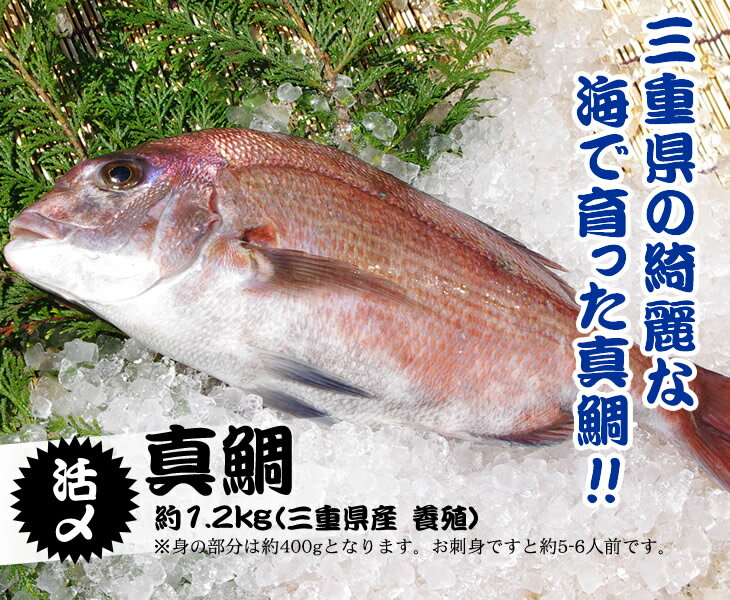 活〆 真鯛 標準サイズ 1尾 1.2kg [魚介類] | 新鮮さが自慢の鮮魚