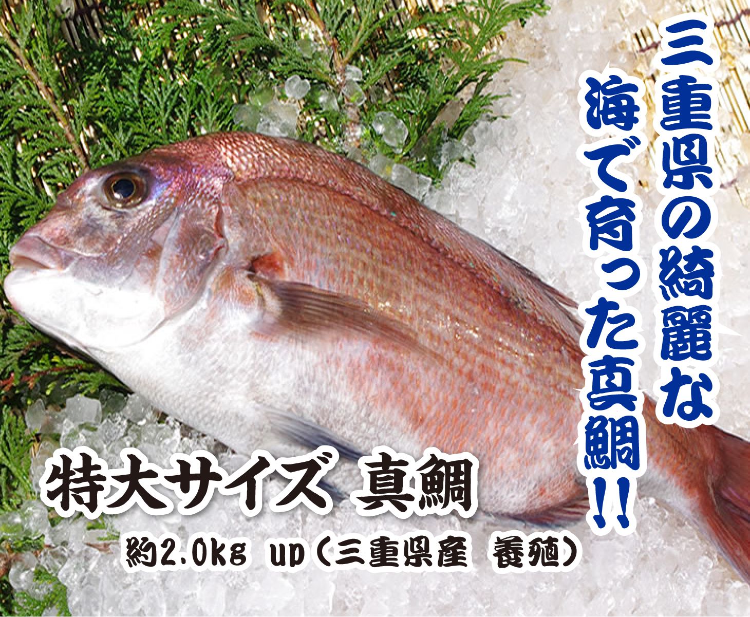 活〆真鯛 2.0kg up