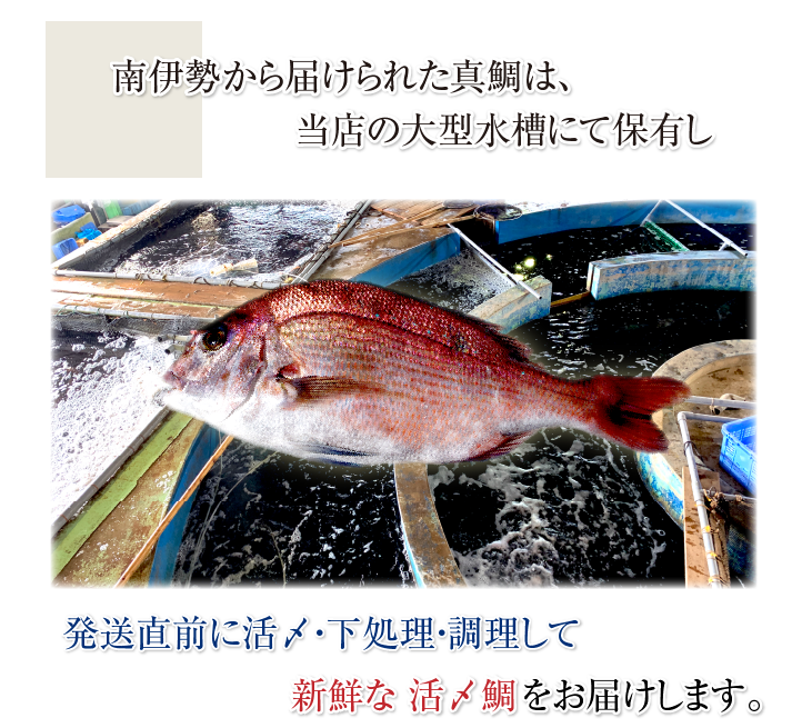 南伊勢から届けられた真鯛は、当店の大型水槽にて保有し、発送直前に活〆・下処理・調理して新鮮な「活〆鯛」をお届けします。。
