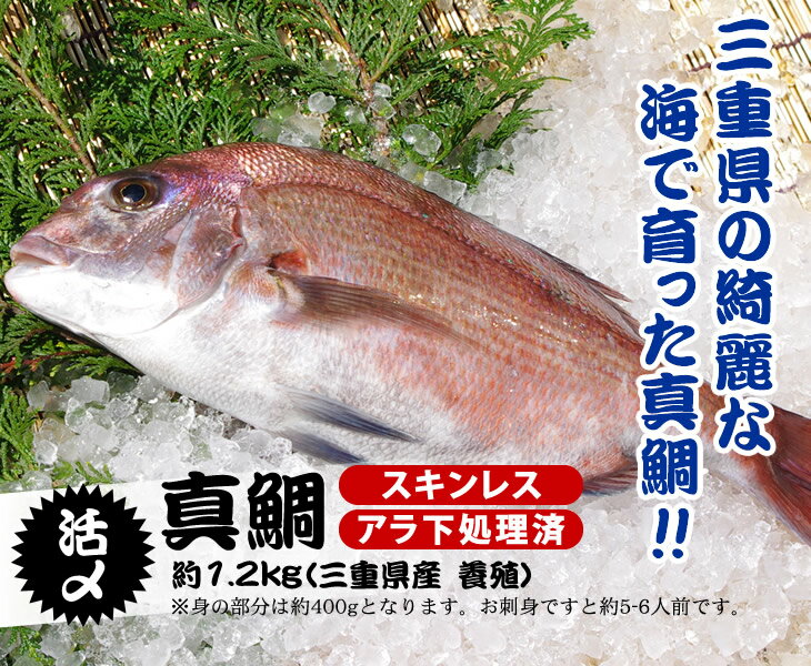活〆真鯛 捌いてお届け 1.2kg