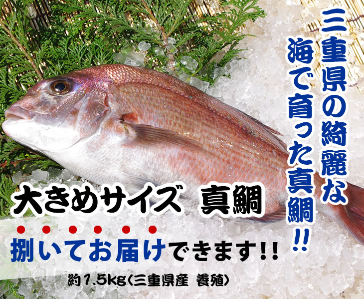 活〆真鯛 捌いてお届け 1.2kg
