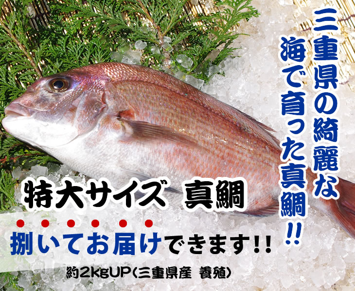 活〆真鯛 捌いてお届け 1.2kg