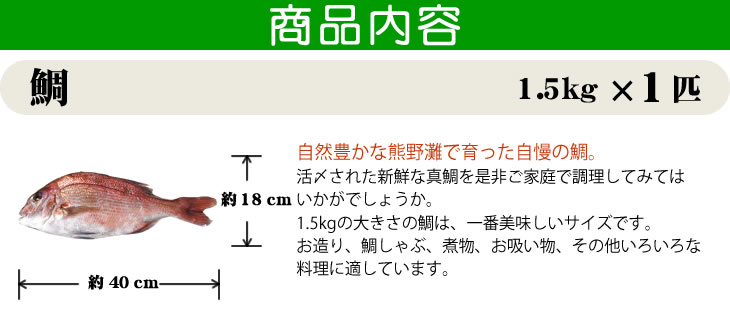 真鯛1.5kg サイズの目安。