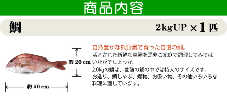 真鯛2.0kg up サイズの目安。