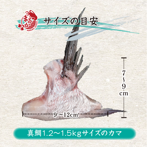鯛のカマ サイズの目安