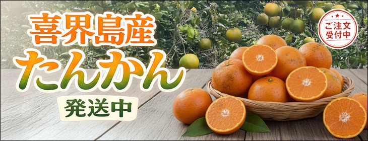 2026年 喜界島タンカン バナー