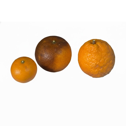 喜界島タンカン 規格外 袋入り 2