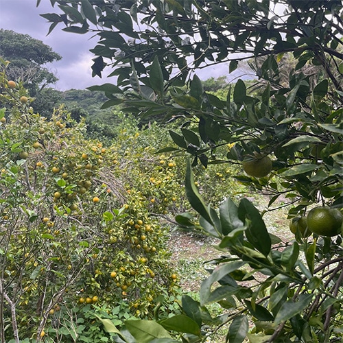 喜界島の農園風景